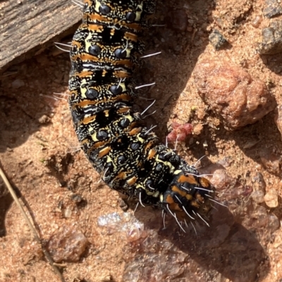 Apina callisto at Fentons Creek, VIC - 19 Aug 2023 by KL