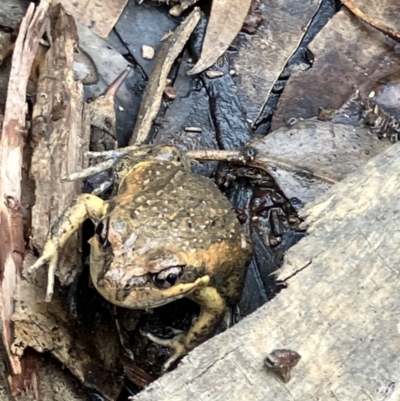 Limnodynastes dumerilii (Eastern Banjo Frog) at Fentons Creek, VIC - 19 Aug 2023 by KL