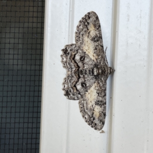 Cleora displicata at Surf Beach, NSW - 25 Aug 2023 01:11 PM