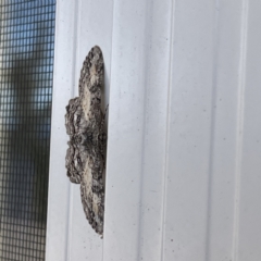 Cleora displicata at Surf Beach, NSW - 25 Aug 2023 01:11 PM
