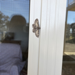 Cleora displicata at Surf Beach, NSW - 25 Aug 2023 01:11 PM