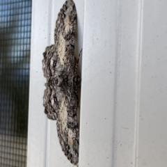 Cleora displicata at Surf Beach, NSW - 25 Aug 2023 01:11 PM