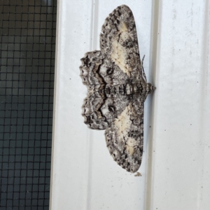 Cleora displicata at Surf Beach, NSW - 25 Aug 2023 01:11 PM