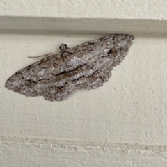 Didymoctenia exsuperata (Thick-lined Bark Moth) at Surf Beach, NSW - 25 Aug 2023 by Hejor1