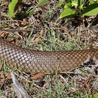 Pseudonaja textilis (Eastern Brown Snake) at Jervis Bay, JBT - 25 Aug 2023 by AaronClausen