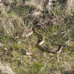 Pseudonaja textilis (Eastern Brown Snake) at Chapman, ACT - 25 Aug 2023 by HelenCross
