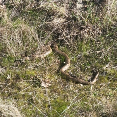Pseudonaja textilis (Eastern Brown Snake) at Chapman, ACT - 25 Aug 2023 by HelenCross