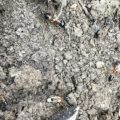 Camponotus consobrinus (Banded sugar ant) at Aranda Bushland - 23 Aug 2023 by KMcCue