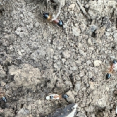 Camponotus consobrinus (Banded sugar ant) at Aranda Bushland - 23 Aug 2023 by KMcCue
