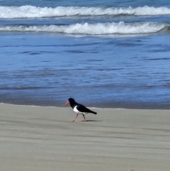 Haematopus longirostris (Australian Pied Oystercatcher) at Jervis Bay, JBT - 25 Aug 2023 by AaronClausen