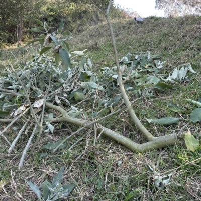 Solanum mauritianum (Wild Tobacco Tree) at Kangaroo Valley, NSW - 25 Aug 2023 by lbradley