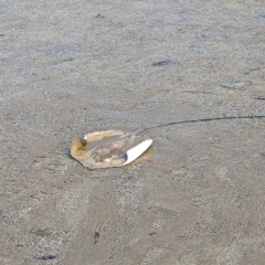 Unidentified Shark / Ray at Bushland Beach, QLD - 25 Aug 2023 by RobynHall