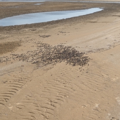 Mictyris longicarpus at Bushland Beach, QLD - 25 Aug 2023 by RobynHall