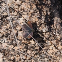 Paralucia spinifera (Bathurst or Purple Copper Butterfly) at Rendezvous Creek, ACT - 24 Aug 2023 by RAllen