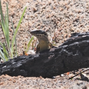 Eulamprus heatwolei at Rendezvous Creek, ACT - suppressed