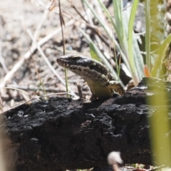 Eulamprus heatwolei at Rendezvous Creek, ACT - suppressed