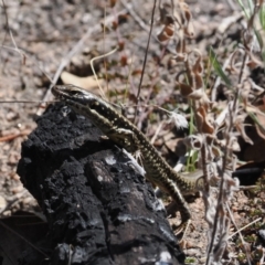 Eulamprus heatwolei at Rendezvous Creek, ACT - suppressed