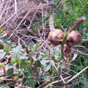 Rosa sp. at Majura, ACT - 24 Aug 2023