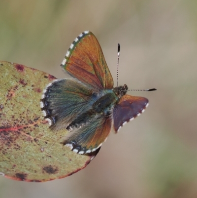 Paralucia crosbyi (Violet Copper Butterfly) at Rendezvous Creek, ACT - 24 Aug 2023 by RAllen