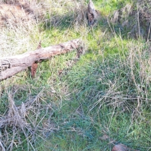 Phalaris aquatica at Majura, ACT - 24 Aug 2023