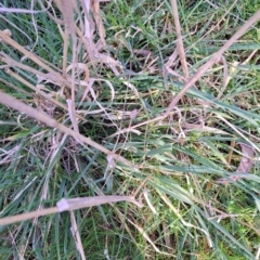 Phalaris aquatica at Majura, ACT - 24 Aug 2023