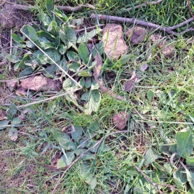 Echium plantagineum (Paterson's Curse) at Majura, ACT - 24 Aug 2023 by abread111