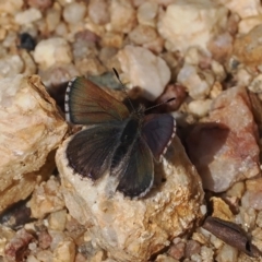 Paralucia crosbyi (Violet Copper Butterfly) at Rendezvous Creek, ACT - 24 Aug 2023 by RAllen