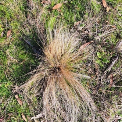 Nassella trichotoma (Serrated Tussock) at Majura, ACT - 24 Aug 2023 by abread111