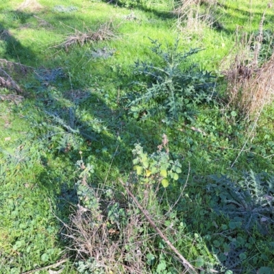 Marrubium vulgare (Horehound) at Majura, ACT - 24 Aug 2023 by abread111