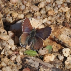 Paralucia spinifera (Bathurst or Purple Copper Butterfly) at Rendezvous Creek, ACT - 24 Aug 2023 by RAllen