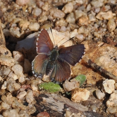 Paralucia spinifera (Bathurst or Purple Copper Butterfly) at Namadgi National Park - 24 Aug 2023 by RAllen