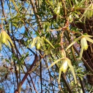 Clematis leptophylla at Jerrabomberra, ACT - 25 Aug 2023 04:24 PM