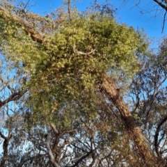 Clematis leptophylla at Jerrabomberra, ACT - 25 Aug 2023