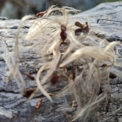 Clematis leptophylla at Jerrabomberra, ACT - 25 Aug 2023