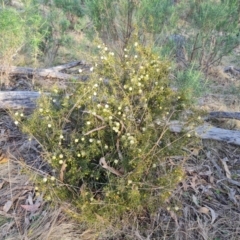 Acacia ulicifolia (Prickly Moses) at Isaacs Ridge - 25 Aug 2023 by Mike