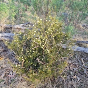 Acacia ulicifolia at Jerrabomberra, ACT - 25 Aug 2023 04:19 PM