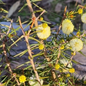 Acacia ulicifolia at Jerrabomberra, ACT - 25 Aug 2023 04:19 PM