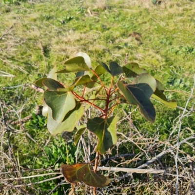 Brachychiton populneus subsp. populneus (Kurrajong) at Isaacs Ridge - 25 Aug 2023 by Mike