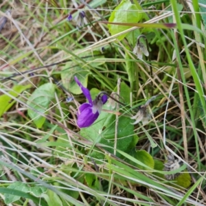 Viola odorata at Jerrabomberra, ACT - 25 Aug 2023