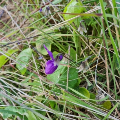 Viola odorata (Sweet Violet, Common Violet) at Isaacs Ridge - 25 Aug 2023 by Mike