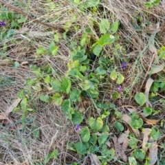 Viola odorata at Jerrabomberra, ACT - 25 Aug 2023