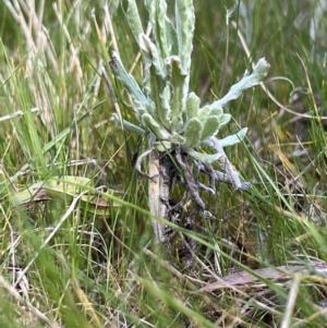 Pseudognaphalium luteoalbum at Higgins, ACT - 25 Aug 2023