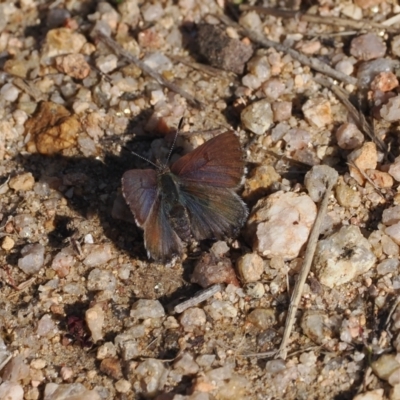 Paralucia spinifera (Bathurst or Purple Copper Butterfly) at Namadgi National Park - 24 Aug 2023 by RAllen