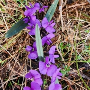 Hovea heterophylla at Gundaroo, NSW - 23 Aug 2023 10:08 AM