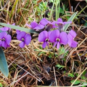 Hovea heterophylla at Gundaroo, NSW - 23 Aug 2023