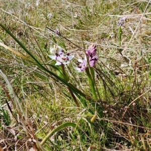 Wurmbea dioica subsp. dioica at Gundaroo, NSW - 23 Aug 2023