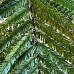 Acacia mearnsii (Black Wattle) at Cantor Crescent Woodland, Higgins - 25 Aug 2023 by Untidy