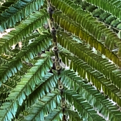 Acacia mearnsii (Black Wattle) at Higgins, ACT - 25 Aug 2023 by Untidy