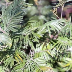 Acacia mearnsii at Higgins, ACT - 25 Aug 2023