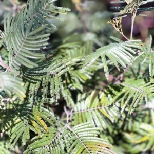 Acacia mearnsii at Higgins, ACT - 25 Aug 2023